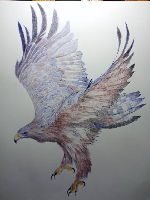 dibujo de aguila