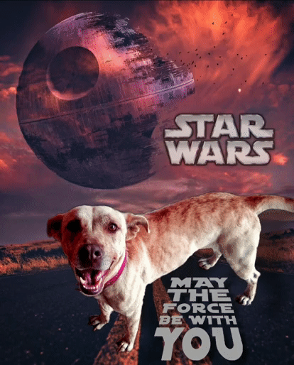 Star Wars photo montage