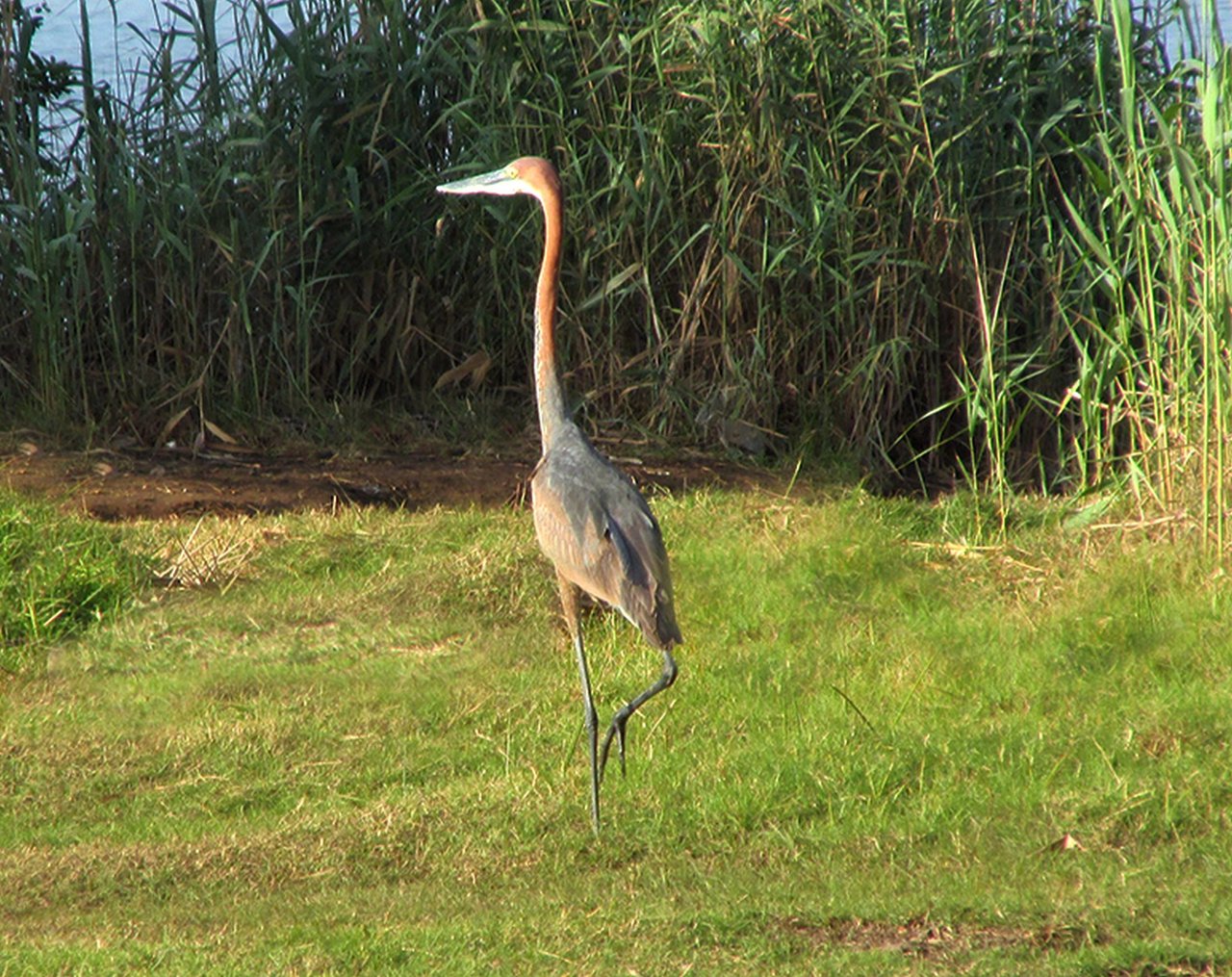 Long Legged Bird Life South Africa | PeakD