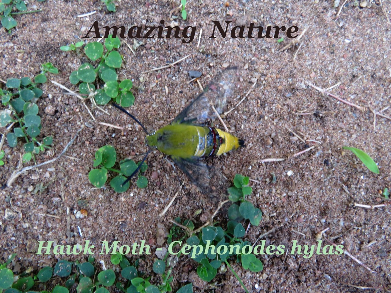 Pellucid Hawk Moth l Beautiful Wings - Our Breathing Planet