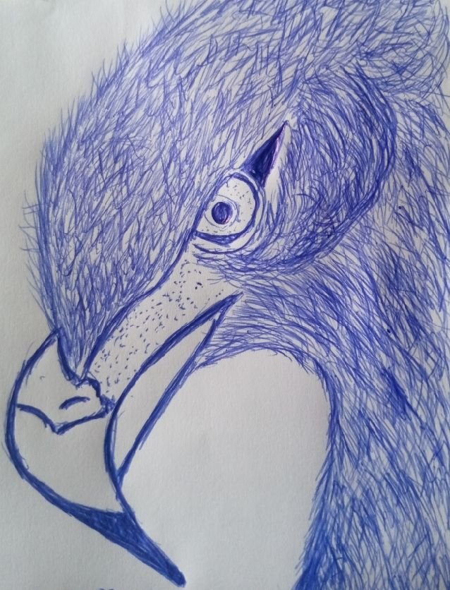 Eagle - Pen Drawing