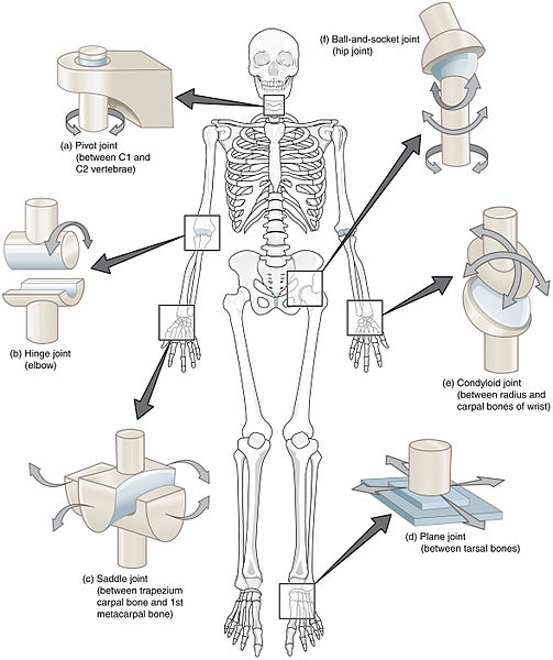 Ossicles - Wikipedia