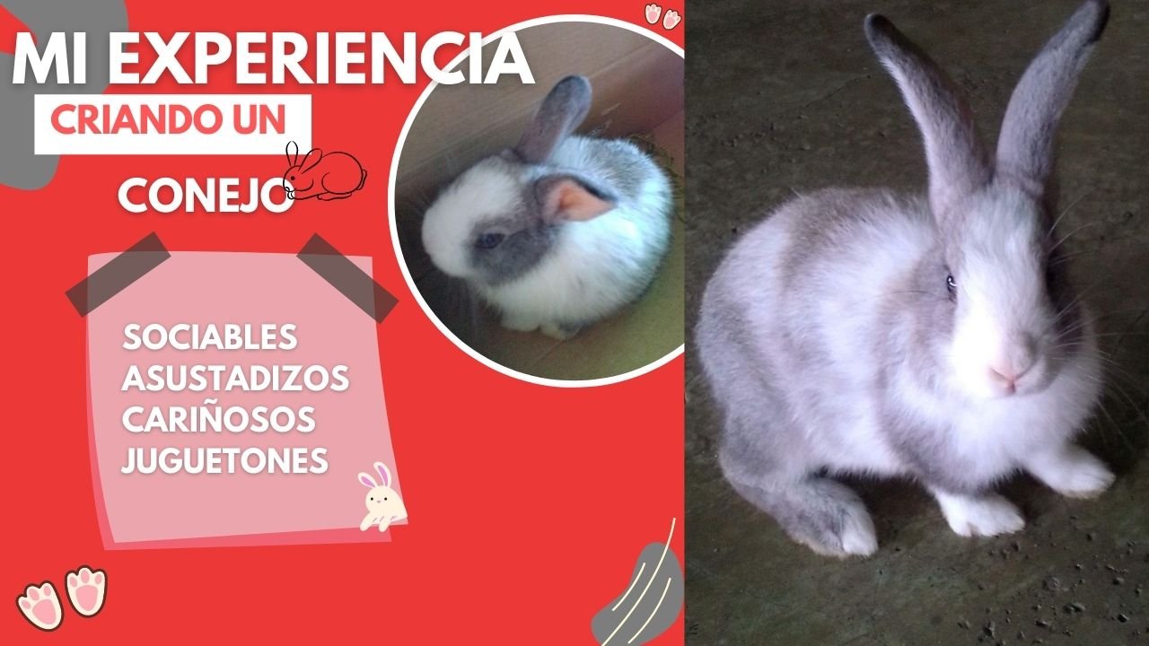 ESP-ENG] Mi experiencia criando un conejo, mi princesa Bellota | My  experience raising a rabbit, my princess Bellota | PeakD