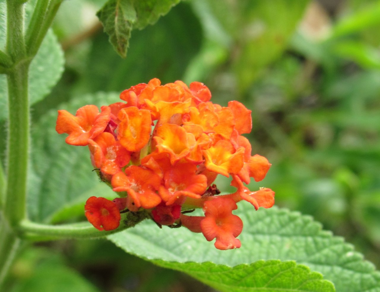 Suriname Flowers Photography