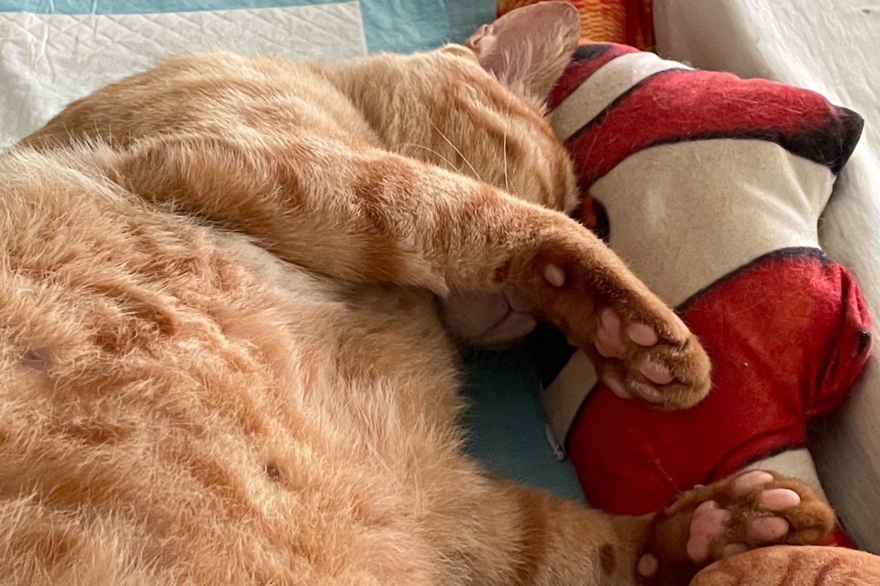 Happy Caturday:  two orange cats have become closer once again. 