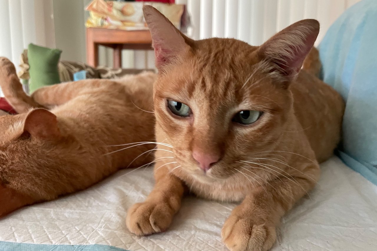 Happy Caturday:  two orange cats have become closer once again. 