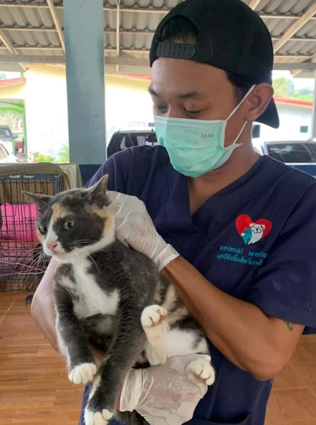 Cat sterilization clinic sees a lot more attendees than we ever expected