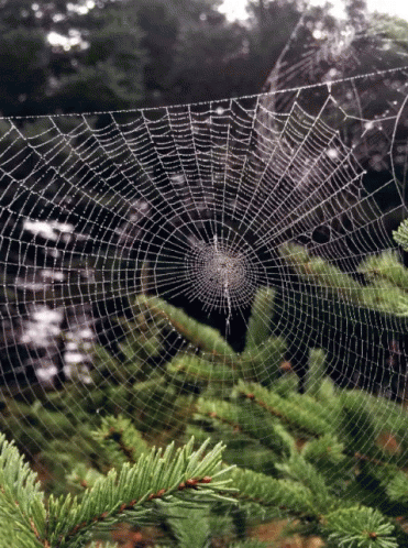 spider-web.gif