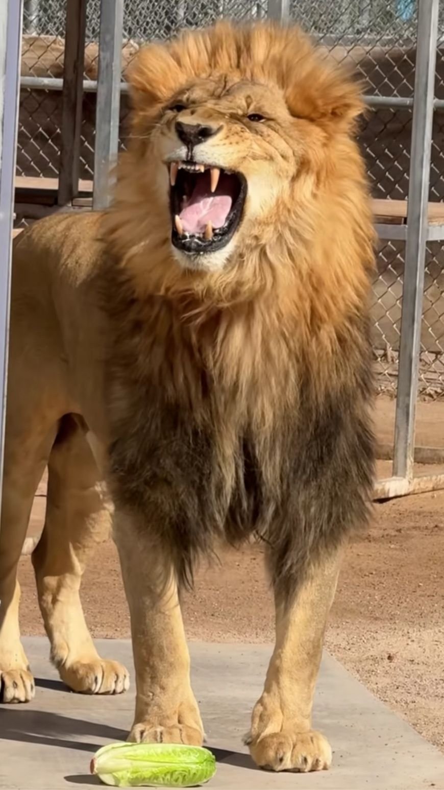 🦁😍