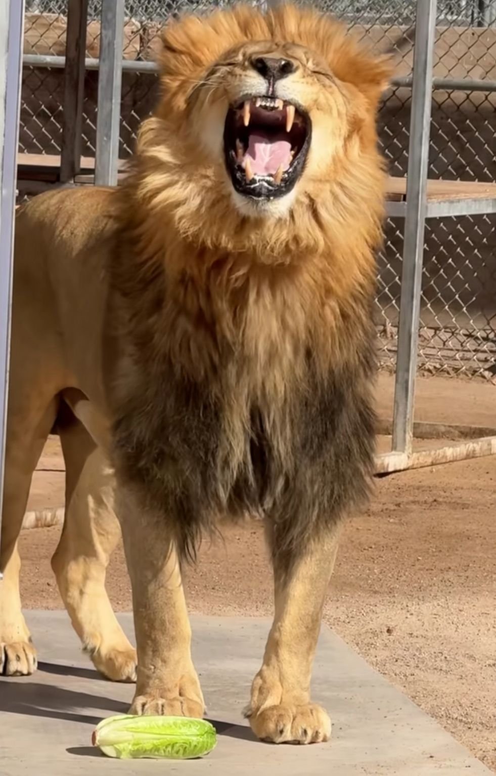 🦁😍