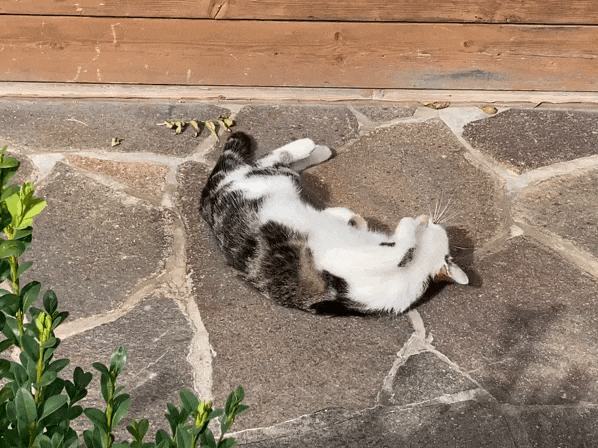 IMG-2862.gif