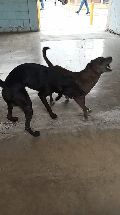 VID_20240613_090035.gif