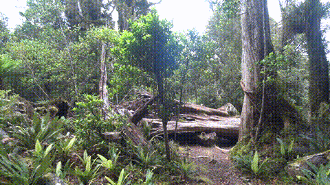 whakanui track, had to clamber over many fallen trees