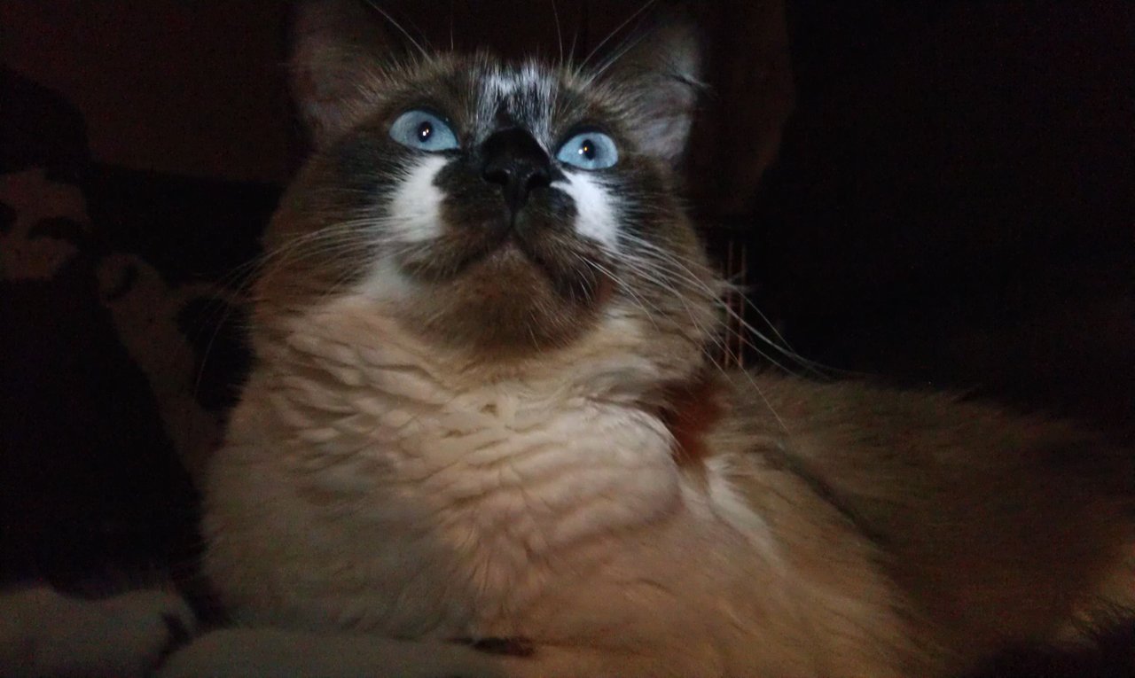 https://files.peakd.com/file/peakd-hive/krazzy-kitty/23tGa8f3sfPinNeT1AHy6gNEWKkRRdmss2vMXZwNc8ZmBW7qyiCuE9c7KiuQtnXNVoNdz.jpg