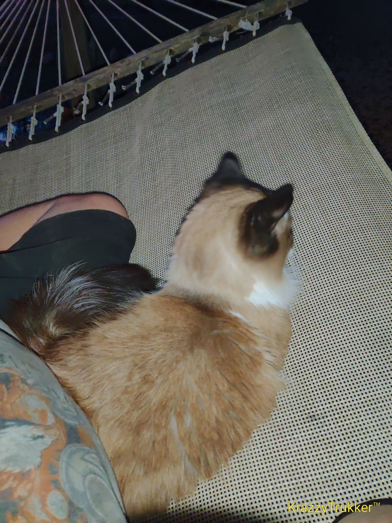https://files.peakd.com/file/peakd-hive/krazzy-kitty/23tSRuR4DUzwRm7aH9z3s3J7VqkaoG2tAH2poFyqVUxfNUgeSRVnRaH6CCNNmHWxknAt7.jpg