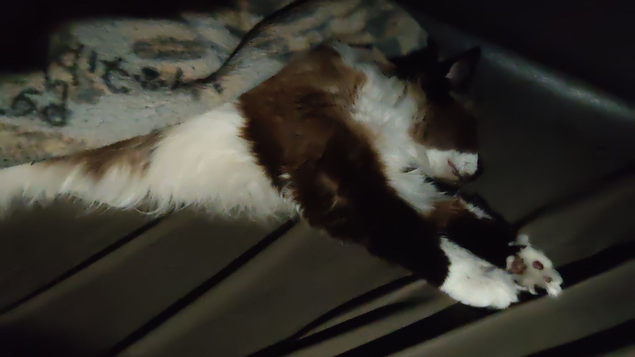https://files.peakd.com/file/peakd-hive/krazzy-kitty/23tknCPG8LBQLQGPmPXZWZQBB1zJQwaTaARsvELmMtmo3CwskgvPbRZVnuTnGccgompLS.jpg