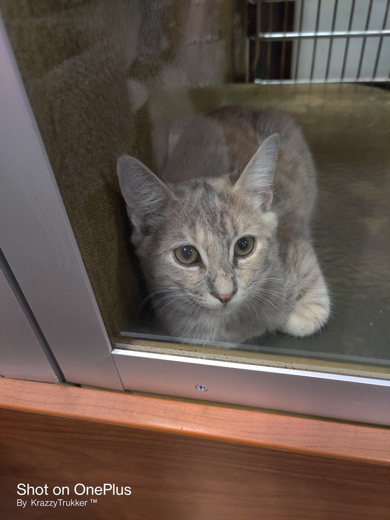 https://files.peakd.com/file/peakd-hive/krazzy-kitty/23tmBGNrm9gi6XH1v3An134tuPscrh4WKJ8rTnoEeLypWaysLm11MYU6VRcuMuZL1EYmh.jpg