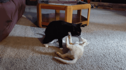 https://files.peakd.com/file/peakd-hive/krazzy-kitty/23tvc9TipFMiCyGQwd1nEEWcS9qWHQZLYyoGpb3a5QdioM3hhxDrnDSB9uE244cEjhzKD.gif