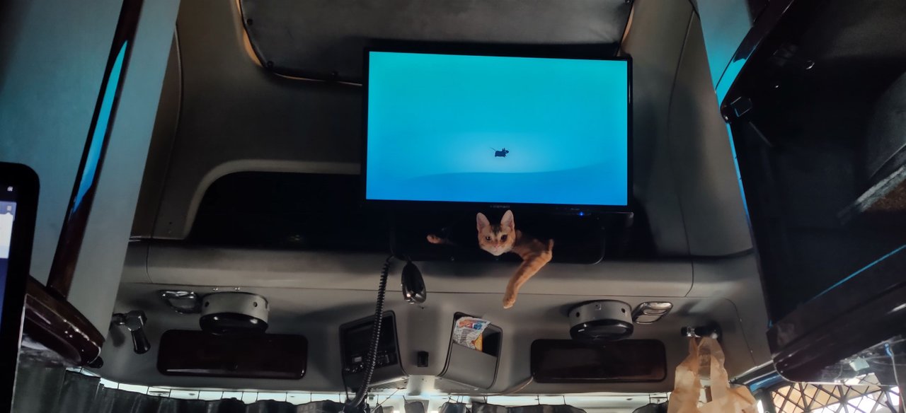 https://files.peakd.com/file/peakd-hive/krazzy-kitty/23uEv7rtg9ed4wvapYhBeEMgJv2HgsLCRW9oXHBm5NF1MtPMMV7azGxdgKpy2mqfg1fHC.jpg