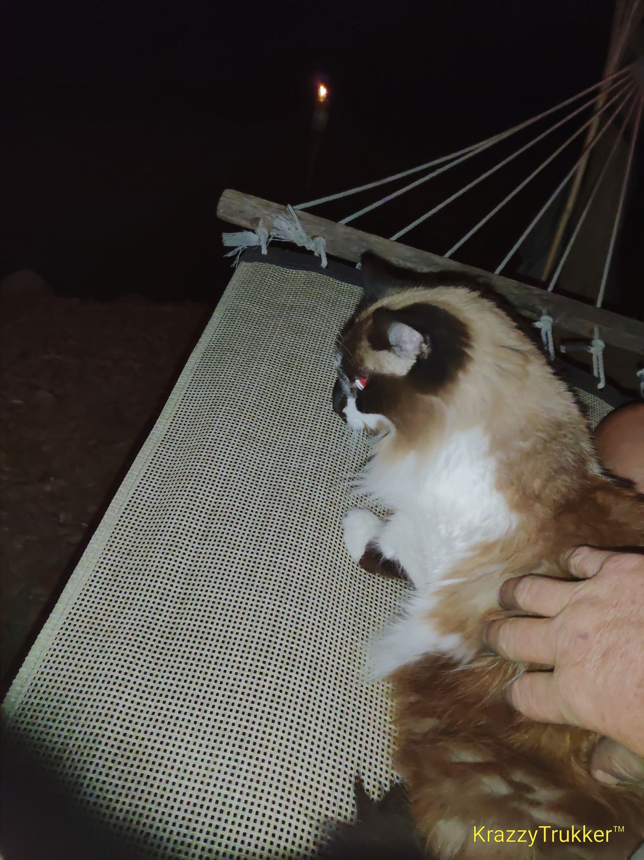 https://files.peakd.com/file/peakd-hive/krazzy-kitty/23uFKEq3oLnLAwkyMmESJXXJm2WqCDWdYG4ZxwVFnwM8p6FQMxZYHCFvY31oavndCRJKJ.jpg