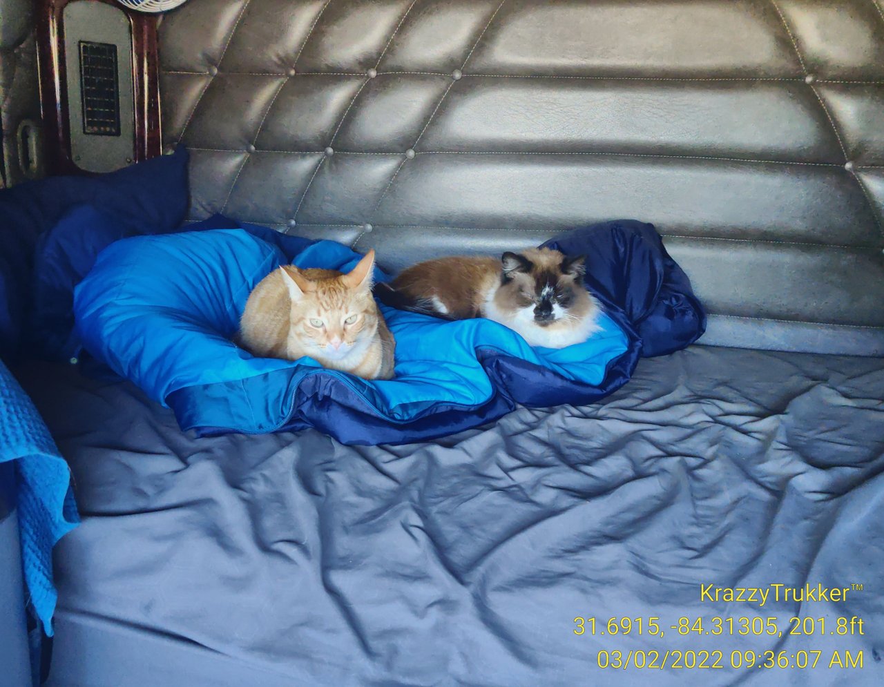 https://files.peakd.com/file/peakd-hive/krazzy-kitty/23w2etRnAPxVWGiLXEtc9AjFNWBe8ispSRM1htHP9SJak8oKJ8HCQxxd2NnWr7QUReo5U.jpg