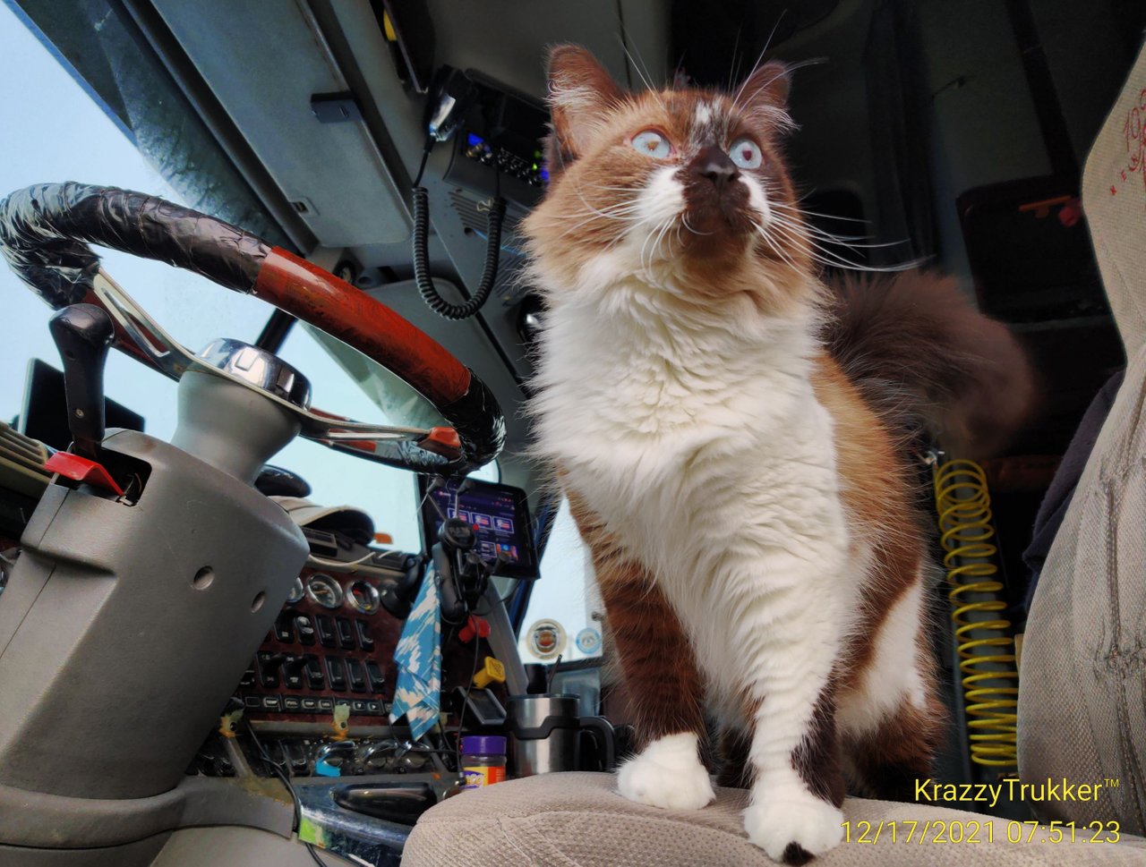 https://files.peakd.com/file/peakd-hive/krazzy-kitty/23wC5ckicTM6BYHjzdMN3E2SdGCxpEfCoCkjMUCpmAjuNb8FQaoi8X3oxzEVpRsiAs8pJ.jpg