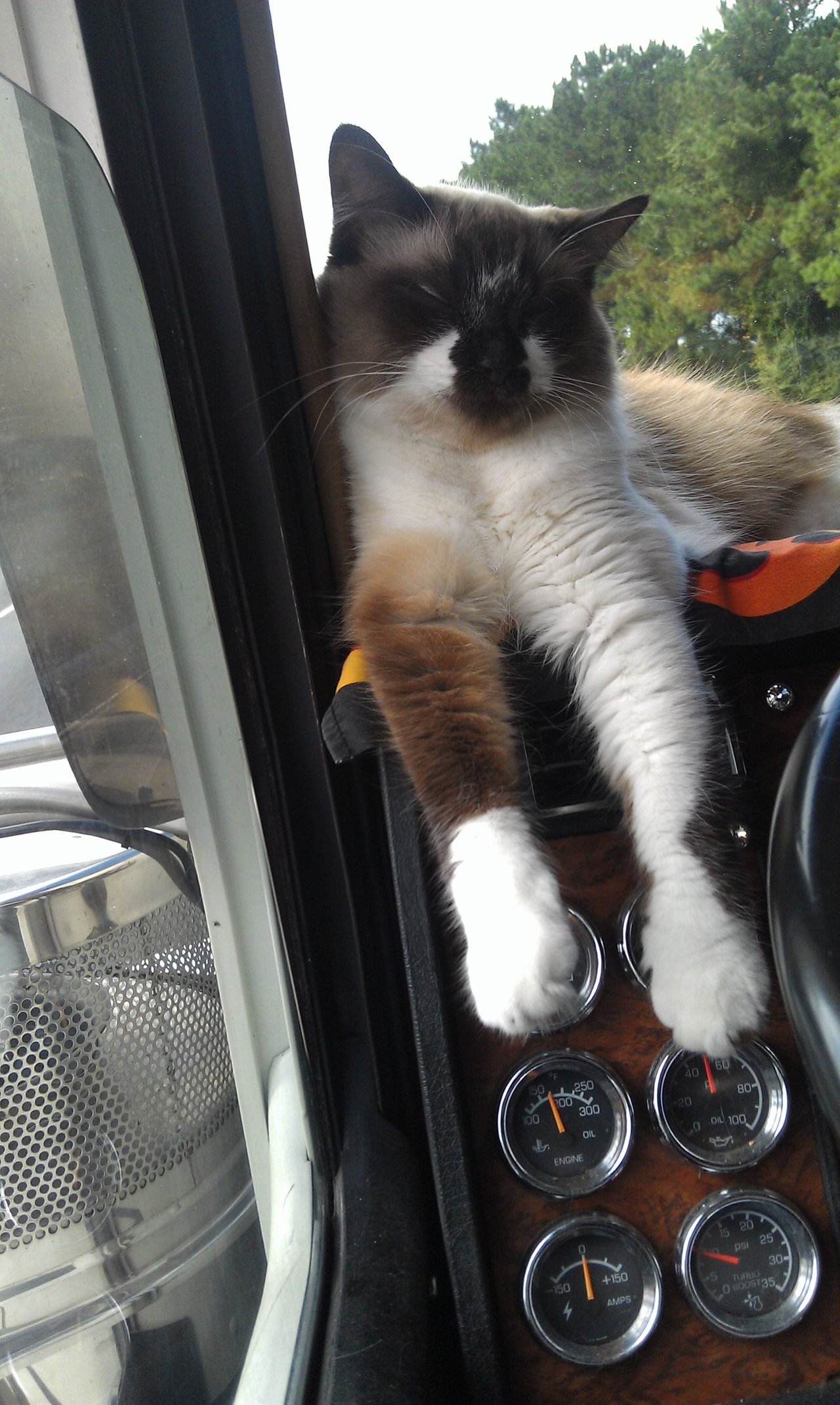 https://files.peakd.com/file/peakd-hive/krazzy-kitty/23wMWJCrhvjnwvGLzJeR36czzQVQzS7b6E6AVbu1grFSYXRogGLpxrs4YQiGWaGhCFp35.jpg