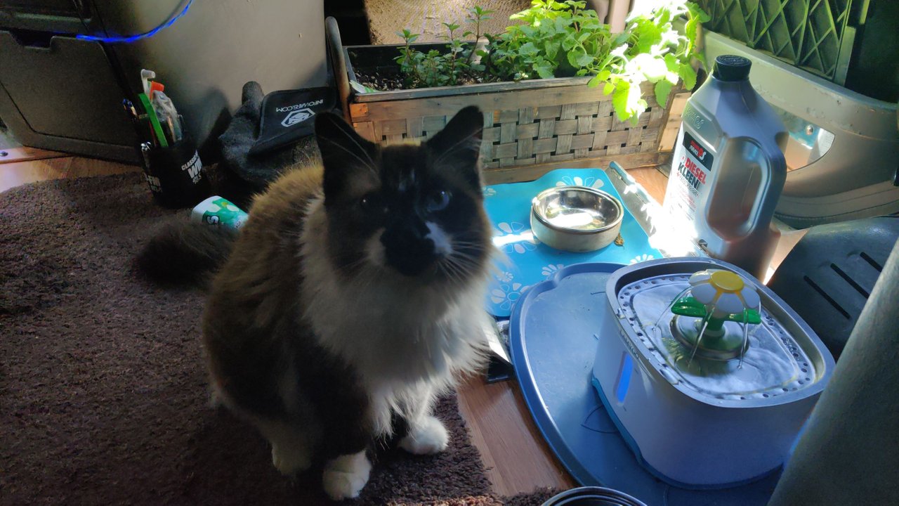 https://files.peakd.com/file/peakd-hive/krazzy-kitty/23wWkizbEDmy9RdLgLduHoy3MKbKnehFe9Jmopa3Pumzqawww3CRhz8Vq8nKYLhHWoi9V.jpg