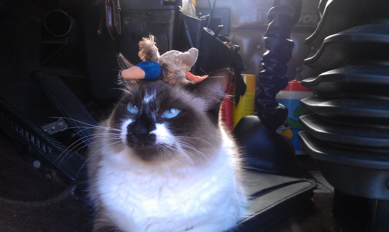 https://files.peakd.com/file/peakd-hive/krazzy-kitty/23wqZkXaM47TU8nEhP4WGDTyjo5xKP8RobyuPNAoijvkung9vg7y9AXbjW2TGe2wqLonJ.jpg