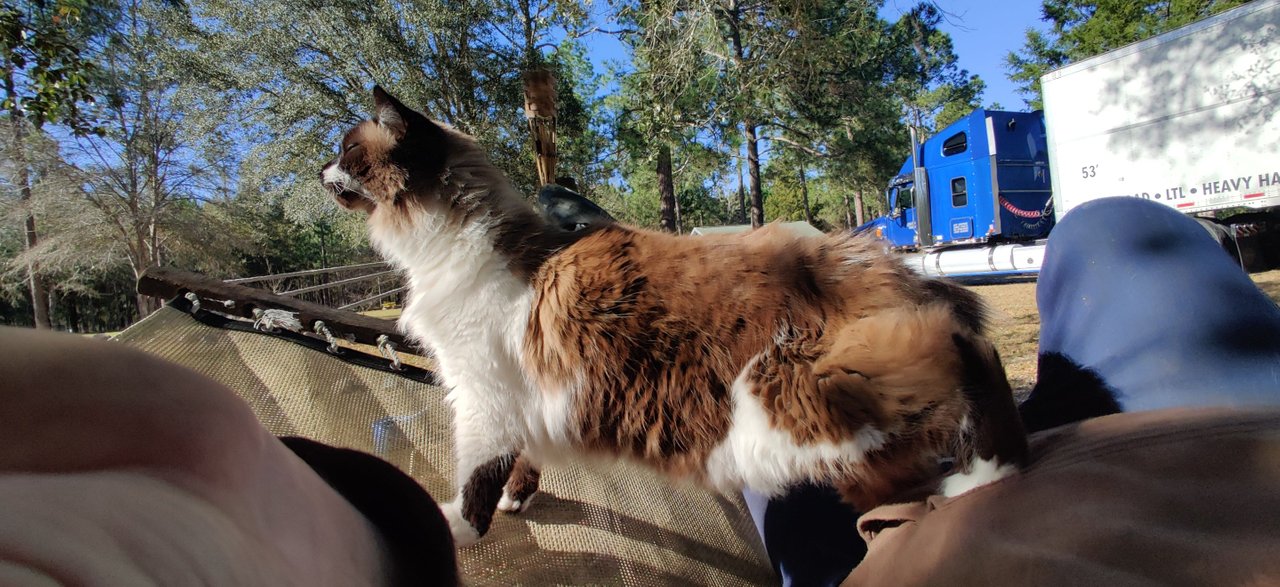 https://files.peakd.com/file/peakd-hive/krazzy-kitty/23xARkAMw3UPbGXDWNZ3EAtVUuGAyfZfkrZZdGZnUMdVFmXQvt37zVqJmtb6pCQjewcPD.jpg