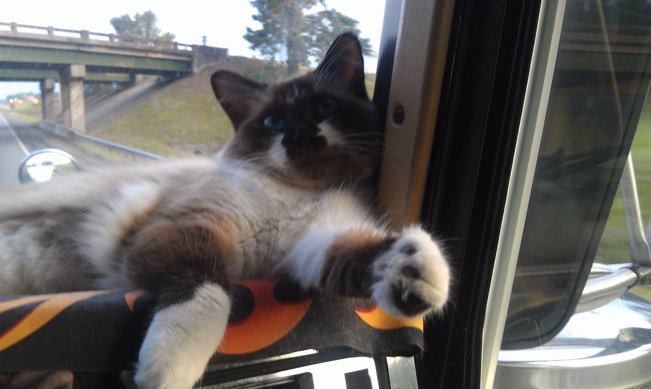 https://files.peakd.com/file/peakd-hive/krazzy-kitty/23xATGvyBdPFjQ7CnJpS7wT1oAriFa2UT4ViXfxp6ue2XWF5rE8dojcthJ6P4pwoHwRuC.jpg