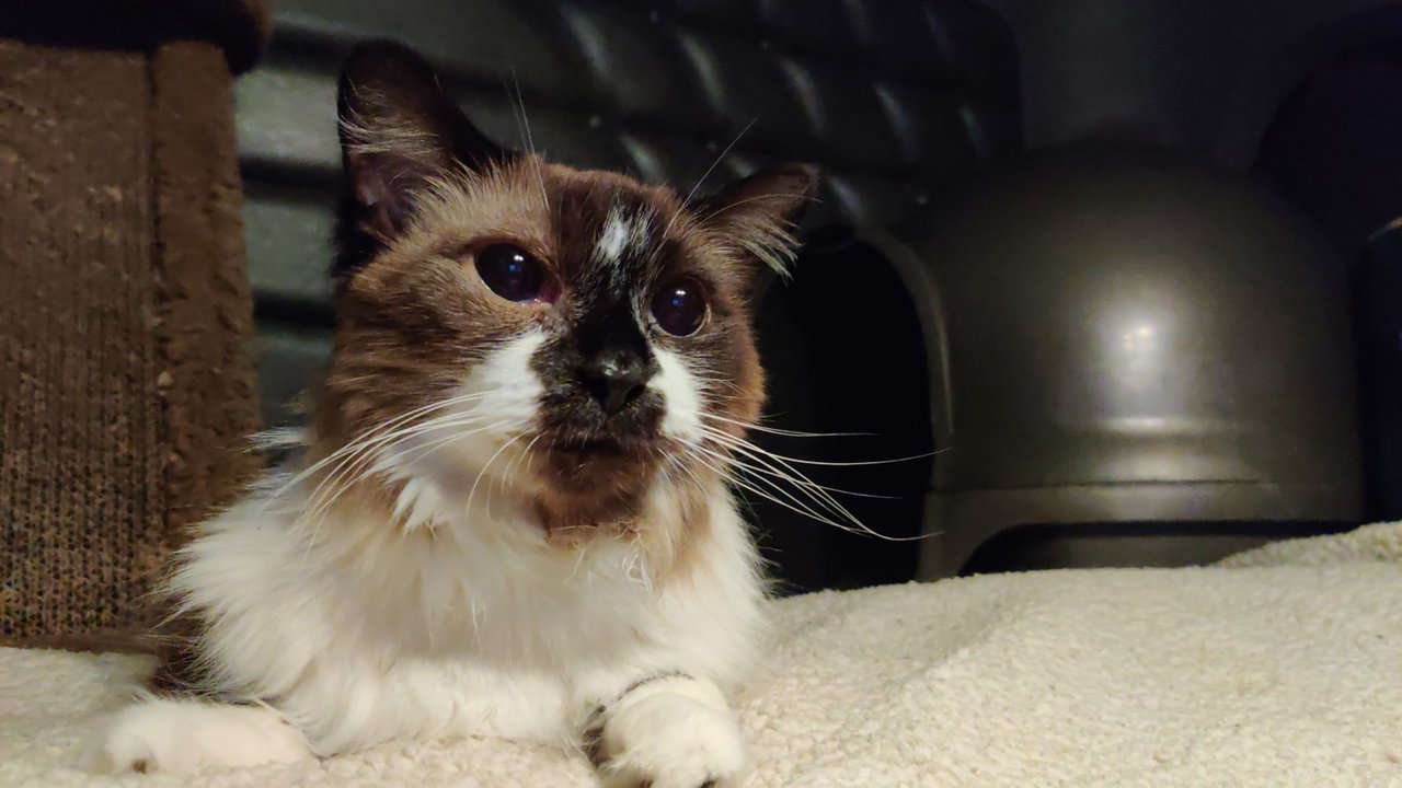 https://files.peakd.com/file/peakd-hive/krazzy-kitty/23xKrBmAF9wUs1VgGEH74Y2q1LUpkwu9cXMh9FBiTYyvcSRNYRMuSYAezrRFRSnpiuQZP.jpg