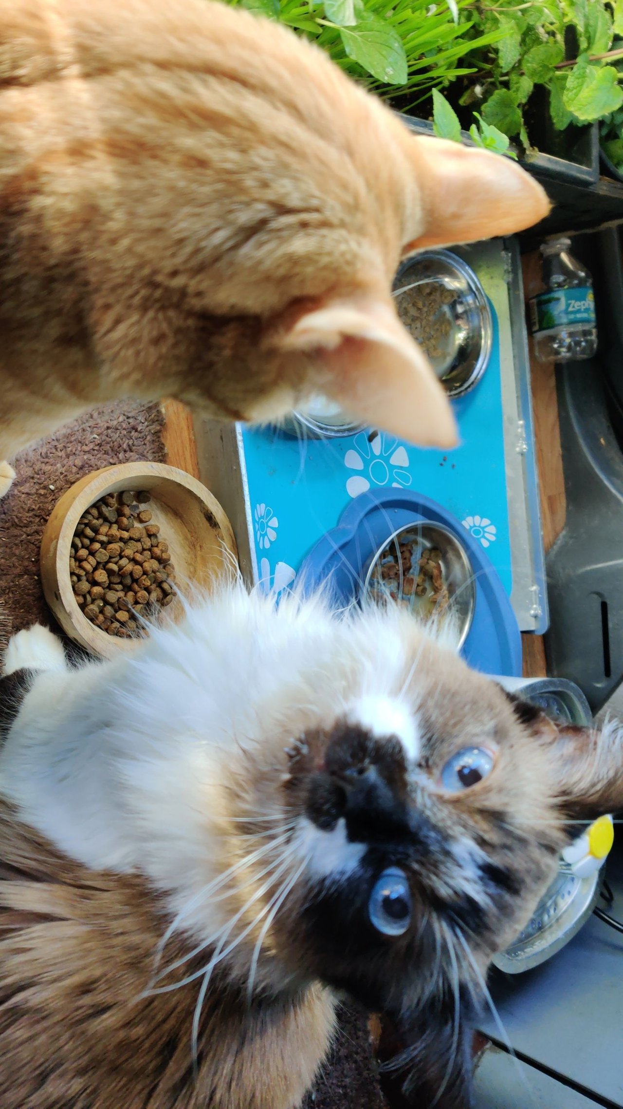 https://files.peakd.com/file/peakd-hive/krazzy-kitty/23xVJweGrHRhnWSRpYoEobBmPTEwQqG9XZwSpWF6EUpSU6nnCX59BgJkpmwqzzMHb5kci.jpg