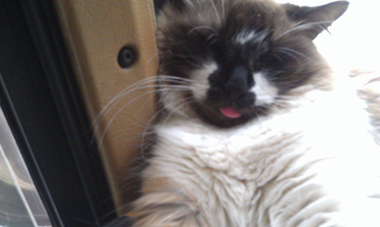 https://files.peakd.com/file/peakd-hive/krazzy-kitty/23yJLc6hx6GV39M6onF9JYHFEmj8hm2irC42dLWvhEYK4AZJqgqDnodS1po9xeJhntvQ5.jpg