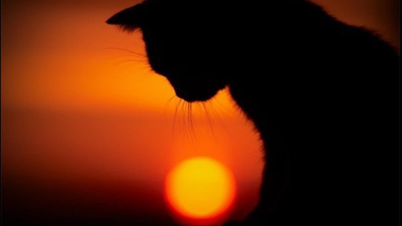 https://files.peakd.com/file/peakd-hive/krazzy-kitty/23ynQZKae68Jc1JVypCEtC162X26MaGPxZ6dywXEq1rRdTAGWChD3BgimuJgGEJbPGo9x.jpg