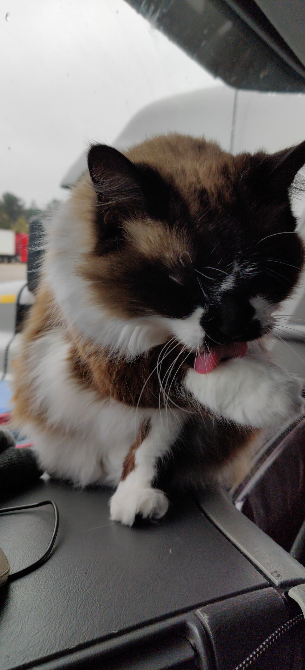 https://files.peakd.com/file/peakd-hive/krazzy-kitty/23ywmB71x9cLsjeMPZ8fdxD7zEiy1VB9hqp1tktz4JAWTyeSShLibeFmrN3yshmQnBFGP.jpg