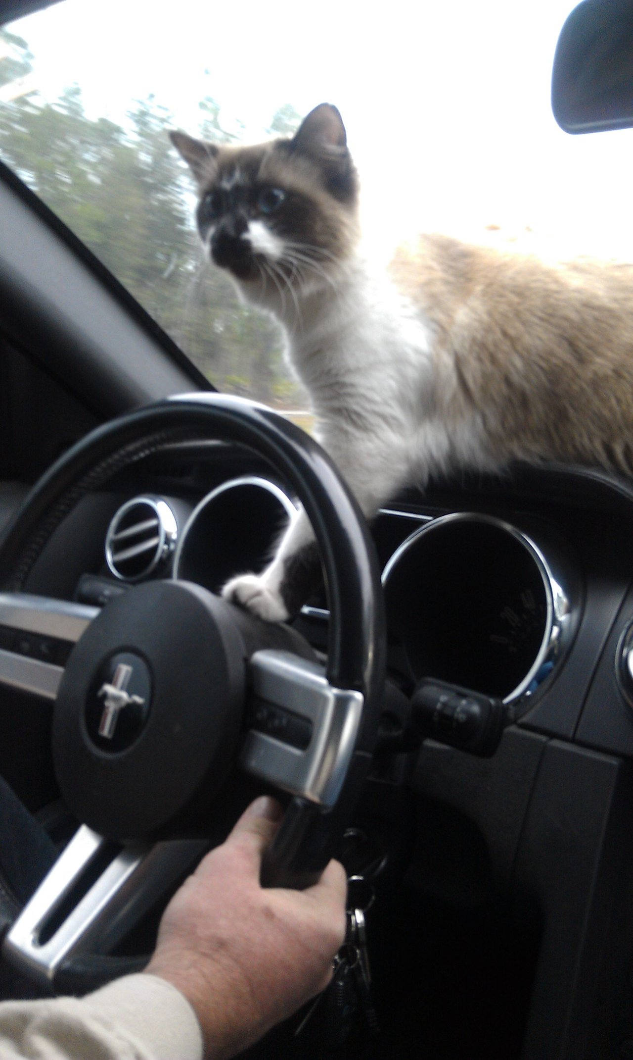 https://files.peakd.com/file/peakd-hive/krazzy-kitty/244Umr2gPPZWM3N8PTRvobLVFWX7ZmiUJDp47xarQT7LZw2D9mR7saeeTwxBWxEHRJVQb.jpg