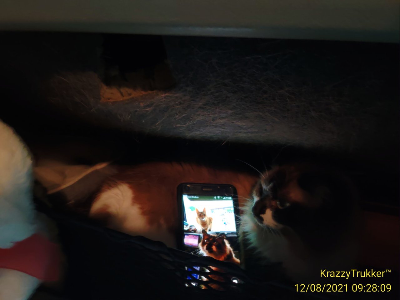 https://files.peakd.com/file/peakd-hive/krazzy-kitty/Eo8Kap6JR3dbxLA3PJt265uXx2QnxwBND8CN8Sydn5Jtz3pPym923hZVqKxYpA6TXMu.jpg
