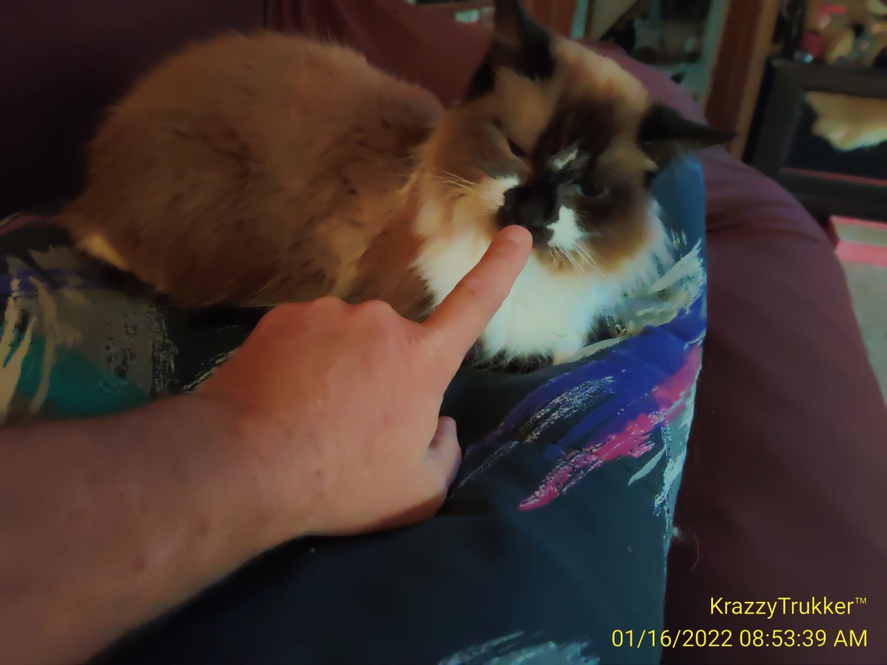 https://files.peakd.com/file/peakd-hive/krazzy-kitty/EoAUWaUCQqvhG6H3feWnQsdmKNUVyDUeei3fp3ncAGYAw7aiDD2fw2caxtbx7hkLSAk.jpg