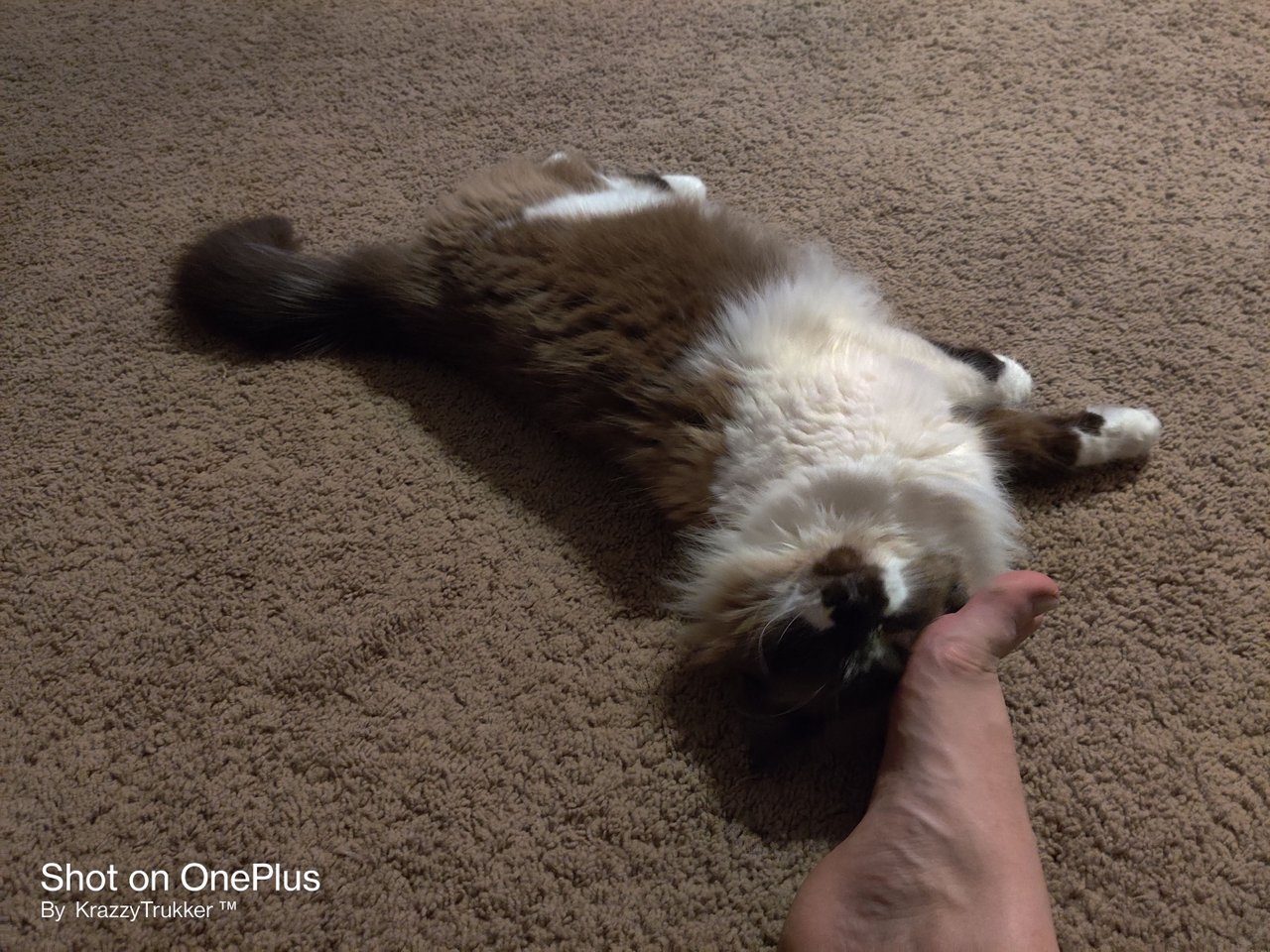 https://files.peakd.com/file/peakd-hive/krazzy-kitty/EoAZBXcEF5h5MZiMEU1FjdSeDFdCg2JHxh46zX38mZb4aosgpSjeibxnMWVT3jeUdPK.jpg