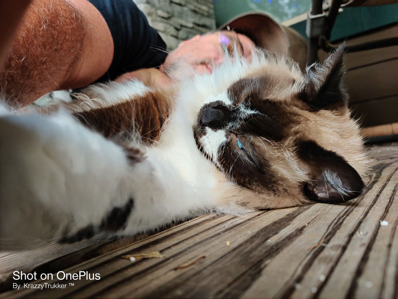 https://files.peakd.com/file/peakd-hive/krazzy-kitty/EoAaHdhoxALGTJT8QAxhbh5PSpXwtphud45G7wKu36NjLzL5ygTPPiK4Vam3nV6Wuit.jpg