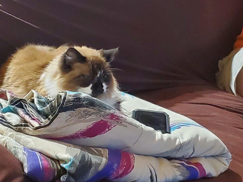 https://files.peakd.com/file/peakd-hive/krazzy-kitty/EoGwsqRZneAB3kpfd4sLcDwaCHPbf6DfsmeKVh4XcZQ4ASXGb5WpWwVDewc27CGFP5t.jpg