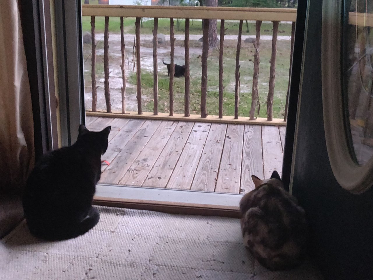 https://files.peakd.com/file/peakd-hive/krazzy-kitty/EoGxVDUgfGbCt9WreMCac7i3ARmDkhiQVBHJpSGwiMizz3CogboQ6UV2zcT8TuYyLs8.jpg