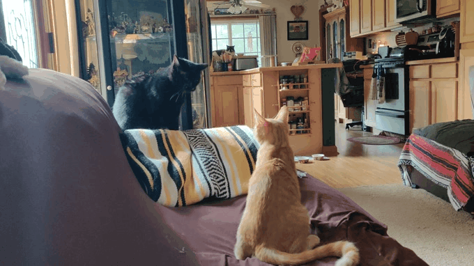 https://files.peakd.com/file/peakd-hive/krazzy-kitty/EoK5qfqciob3sdqsg4HNu9WMw5Gx8cPGGnTbTzkXpDEfhJJ2Vw4PNX8dAijSeyHQp6c.gif