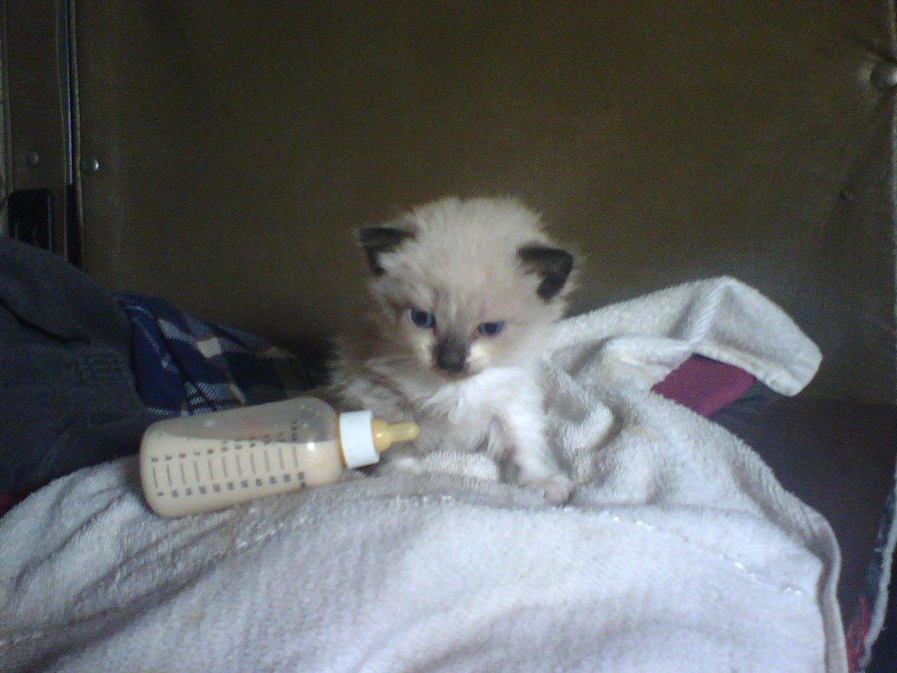 https://files.peakd.com/file/peakd-hive/krazzy-kitty/Eoc6cmc1EL3KcKpChDuS8BihbesjHMnWABxhFTtT6XbtREHvq6ckssJSRbB9J7EuTpd.jpg