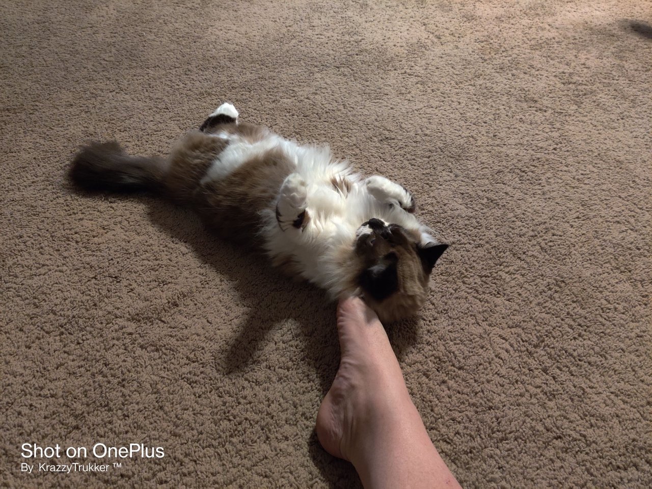 https://files.peakd.com/file/peakd-hive/krazzy-kitty/EoeETPLp8mEiH5DWjVgMY7VErhk1jrbtmPaPdLCjhcex5ayM1yqY7C3WWDXSm2SxCt5.jpg