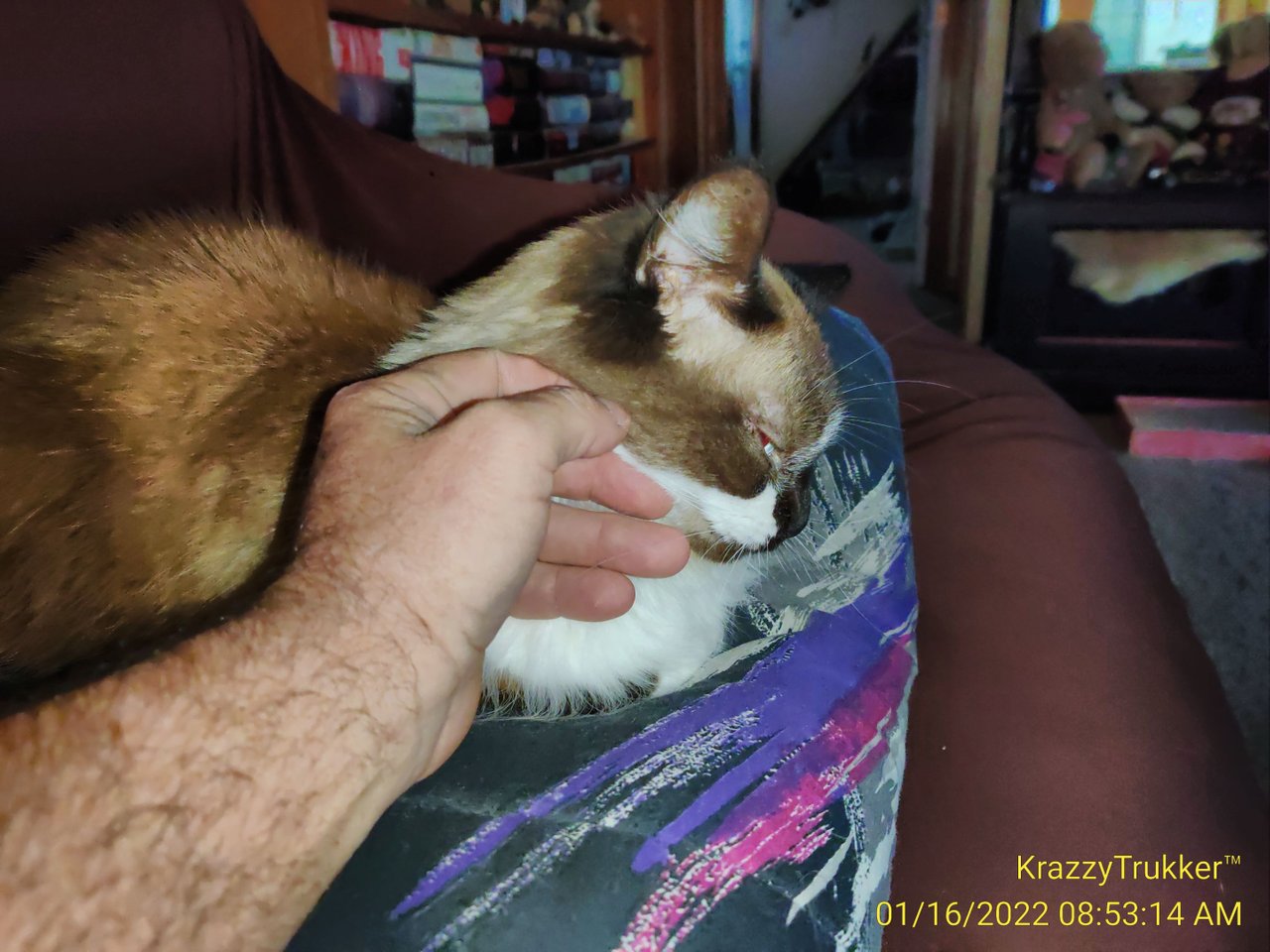 https://files.peakd.com/file/peakd-hive/krazzy-kitty/EogLvquXL8wPNFNbVTQ2XSGPKfcd6J6bmH6JkXCrV68hExKZ4kDGYRfJhTR8suVyNrb.jpg