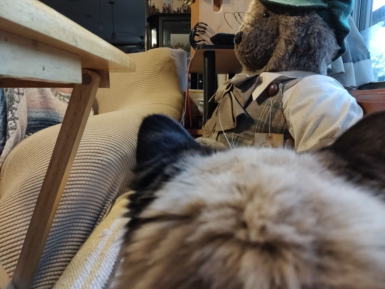 https://files.peakd.com/file/peakd-hive/krazzy-kitty/EogMtMBfRexWLfKYPK7WZ9WwYwmB1S3KMxMpwGN7BZmuAsSvbJqX5sD33anPNdcXRhd.jpg