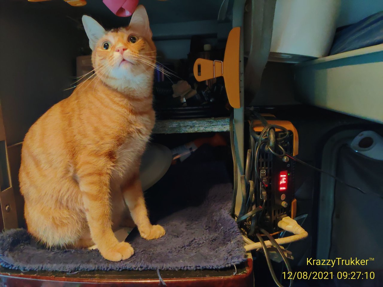 https://files.peakd.com/file/peakd-hive/krazzy-kitty/Eonid4Rq7DBCAqdThEmkDfSsQBv388gHmoaKmqoyX6QU9KwkQDKSRbGvuBj9mvCqU2F.jpg