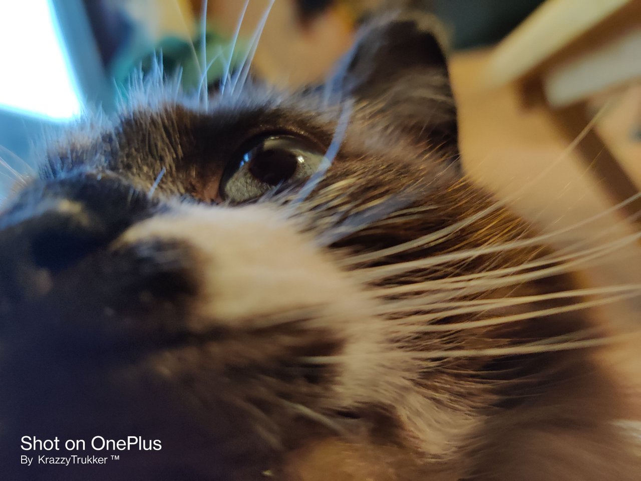 https://files.peakd.com/file/peakd-hive/krazzy-kitty/Eoprx6nVJLs4KaTV1uKhe6197q3xnWHDC3JA3csfgDziB77QCX3j96kJ9cu44eTCJAB.jpg